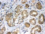 Flotillin 2 Antibody in Immunohistochemistry (Paraffin) (IHC (P))