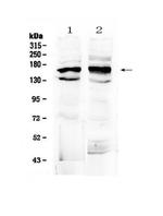 FMN1 Antibody in Western Blot (WB)