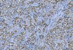 FMRP Antibody in Immunohistochemistry (Paraffin) (IHC (P))