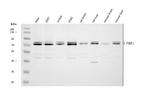 FMRP Antibody in Western Blot (WB)