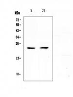 FNDC5 Antibody in Western Blot (WB)