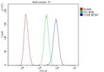 FosB Antibody in Flow Cytometry (Flow)