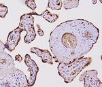 FosB Antibody in Immunohistochemistry (Paraffin) (IHC (P))