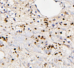 FosB Antibody in Immunohistochemistry (Paraffin) (IHC (P))