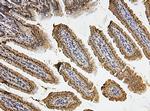 FosB Antibody in Immunohistochemistry (Paraffin) (IHC (P))