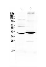 Follistatin Antibody in Western Blot (WB)