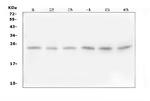 FSTL3 Antibody in Western Blot (WB)