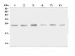 FSTL3 Antibody in Western Blot (WB)