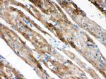 PLM Antibody in Immunohistochemistry (Paraffin) (IHC (P))