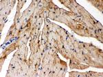 PLM Antibody in Immunohistochemistry (Paraffin) (IHC (P))