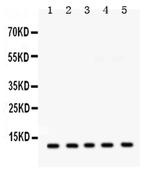 PLM Antibody in Western Blot (WB)