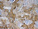 FZD3 Antibody in Immunohistochemistry (Paraffin) (IHC (P))