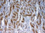 FZD3 Antibody in Immunohistochemistry (Paraffin) (IHC (P))