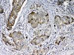 FZD3 Antibody in Immunohistochemistry (Paraffin) (IHC (P))