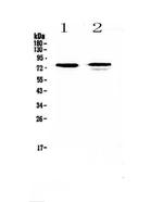 FZD3 Antibody in Western Blot (WB)