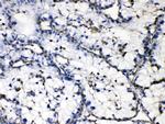 GAA Antibody in Immunohistochemistry (Paraffin) (IHC (P))