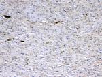 GAD65 Antibody in Immunohistochemistry (Paraffin) (IHC (P))