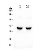 GAD65 Antibody in Western Blot (WB)