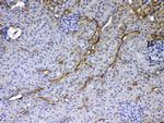 GALE Antibody in Immunohistochemistry (Paraffin) (IHC (P))