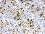 GALE Antibody in Immunohistochemistry (Paraffin) (IHC (P))