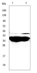 GALE Antibody in Western Blot (WB)