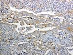 GALNS Antibody in Immunohistochemistry (Paraffin) (IHC (P))