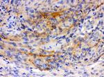 GAP43 Antibody in Immunohistochemistry (Paraffin) (IHC (P))