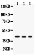 GAP43 Antibody in Western Blot (WB)