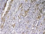 GC Antibody in Immunohistochemistry (Paraffin) (IHC (P))