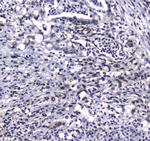 GFI1 Antibody in Immunohistochemistry (Paraffin) (IHC (P))