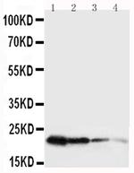 Growth Hormone Antibody in Western Blot (WB)