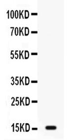 GIP Antibody in Western Blot (WB)