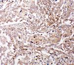 Glutaredoxin 2 Antibody in Immunohistochemistry (Paraffin) (IHC (P))