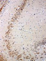 Glutaredoxin 2 Antibody in Immunohistochemistry (Paraffin) (IHC (P))