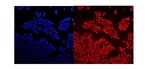 GNAQ Antibody in Immunocytochemistry (ICC/IF)