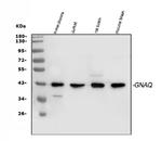 GNAQ Antibody in Western Blot (WB)