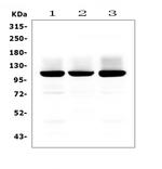 GluR2 Antibody in Western Blot (WB)