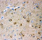 GluR2 Antibody in Immunohistochemistry (Paraffin) (IHC (P))