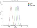 GluR4 Antibody in Flow Cytometry (Flow)