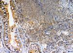 GRK2 Antibody in Immunohistochemistry (Paraffin) (IHC (P))