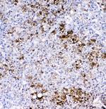 GSTA1/A2/A3/A4/A5 Antibody in Immunohistochemistry (Paraffin) (IHC (P))