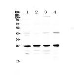 GSTM1 Antibody in Western Blot (WB)