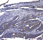 GSTM3 Antibody in Immunohistochemistry (Paraffin) (IHC (P))