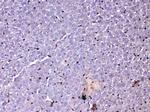 GSTP1 Antibody in Immunohistochemistry (Paraffin) (IHC (P))