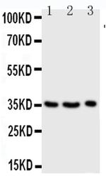 Granzyme A Antibody in Western Blot (WB)