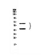 TIM-3 Antibody in Western Blot (WB)