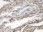 Hemoglobin alpha Antibody in Immunohistochemistry (Paraffin) (IHC (P))