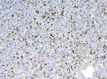 HBD Antibody in Immunohistochemistry (Paraffin) (IHC (P))