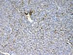 HBD Antibody in Immunohistochemistry (Paraffin) (IHC (P))