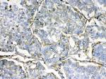 HBD Antibody in Immunohistochemistry (Paraffin) (IHC (P))